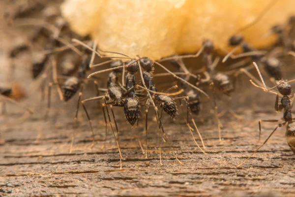 Black ants are spoiling food.