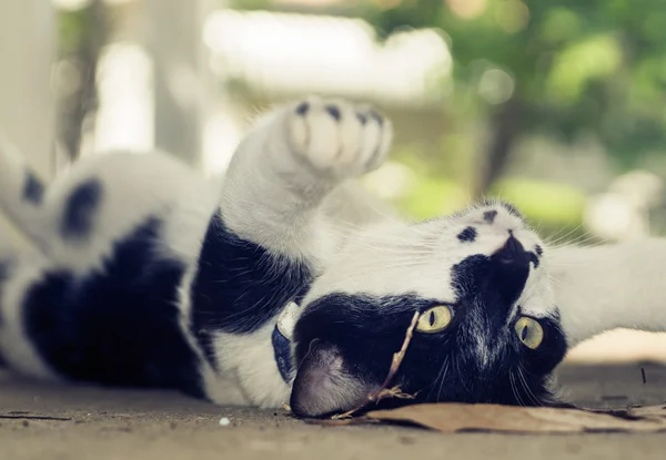 Cat lying on back