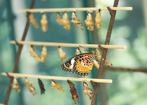Butterfly hatching out from cocoon