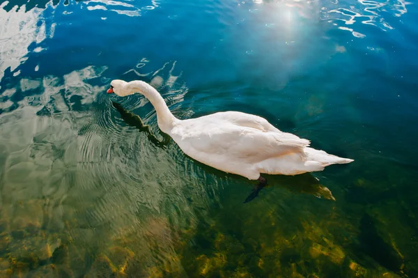 White swan in lake