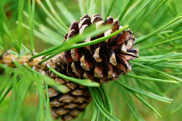 Pine tree background with pine cones