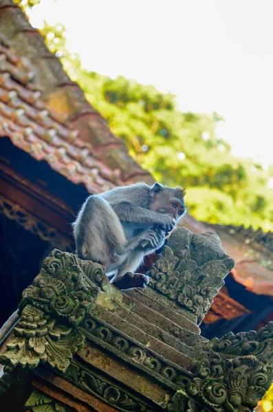 Monkey, Ubud, Bali, Indonesia