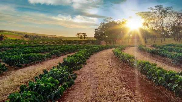 Plantation - Sundown on the coffee plantation landscape
