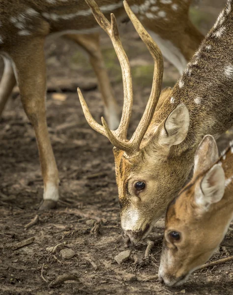 Close up with axis deer's head