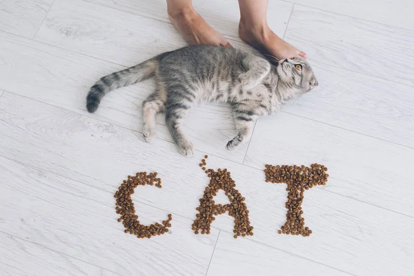 Girl feeding grey cat