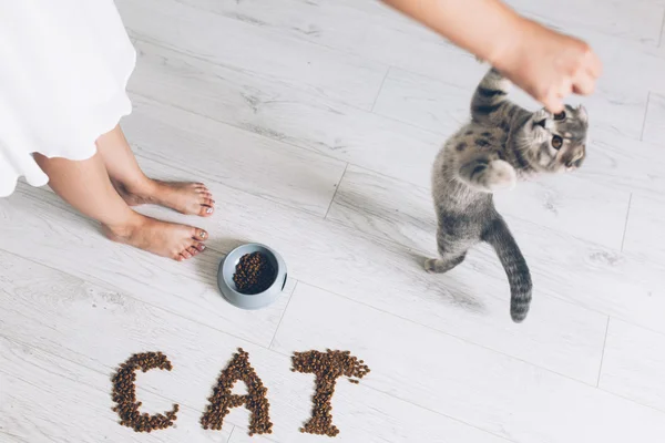 Girl feeding grey cat