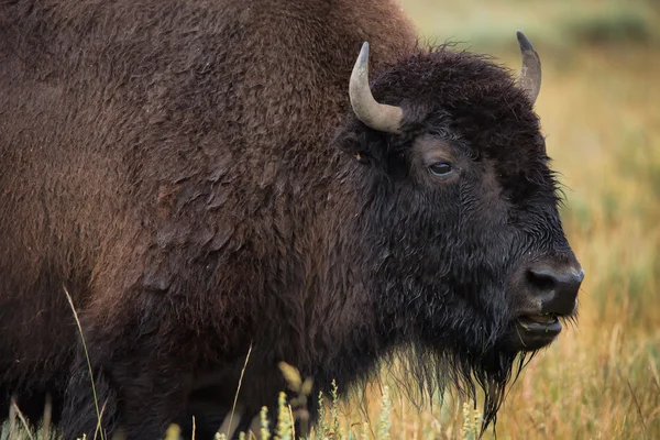 Bison in grasslands of Yellowstone National Park in Wyoming in the United States of America