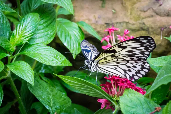 Paper Kite Butterfly-horizontal orientation