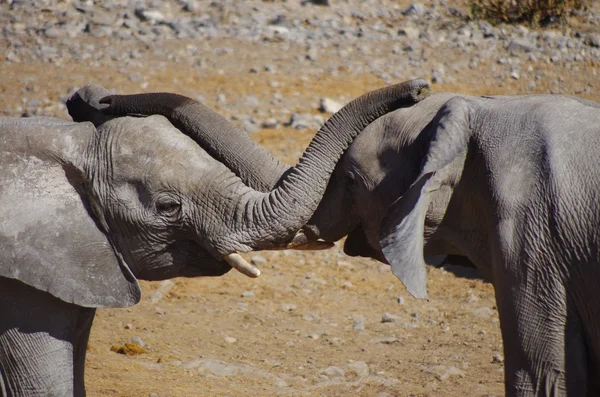 Couple of elephants playing with trunks