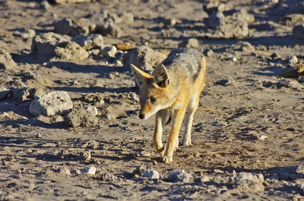 Golden fur jackal, Namibia