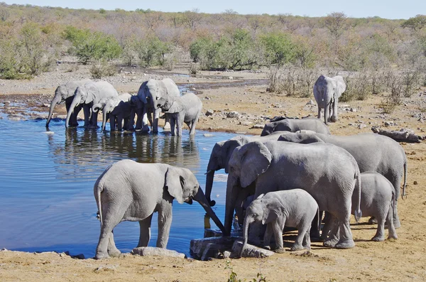 Wild animals of Africa: group of Elephants