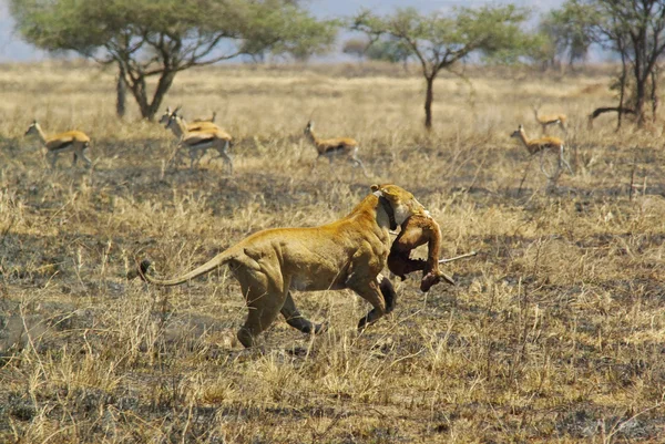 Wild animals of Africa: Lions