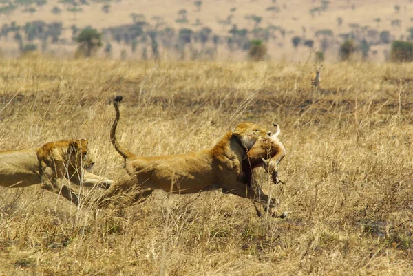 Wild animals of Africa: Lions