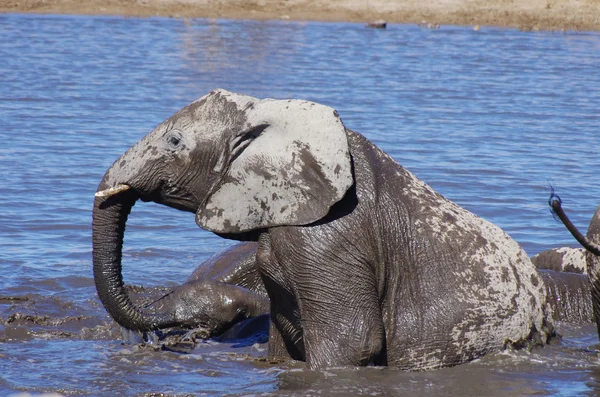 Wild animals of Africa: group of Elephants