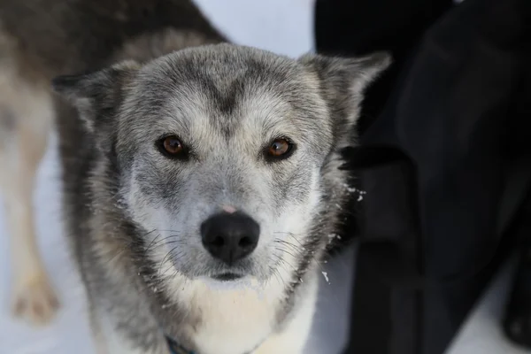 A dog of an unknown breed (with husky blood) found in Schefferville   Matimekosh, Northern Quebec, Canada.