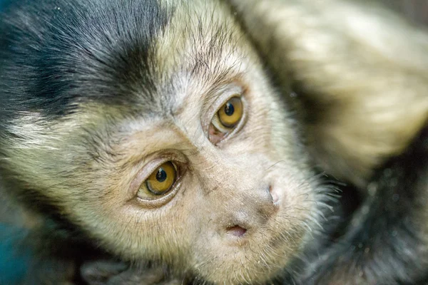 Sad monkey face