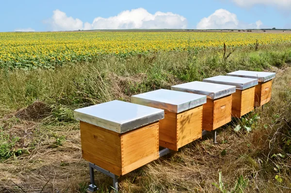 Beekeeping and honey production