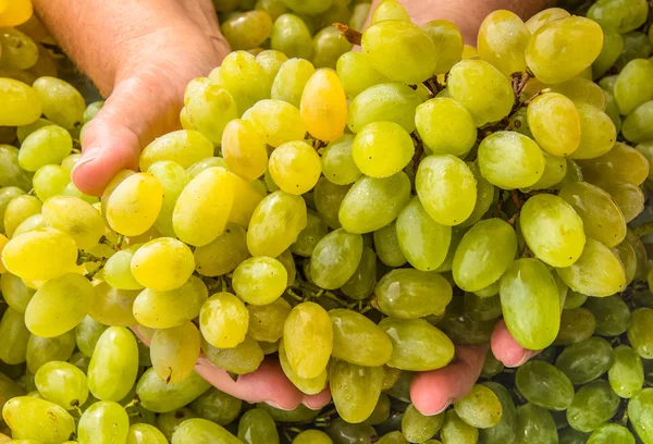 Bunch of grapes in human hands