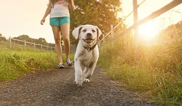 Woman goes for walk with labrador dog puppy at sunset