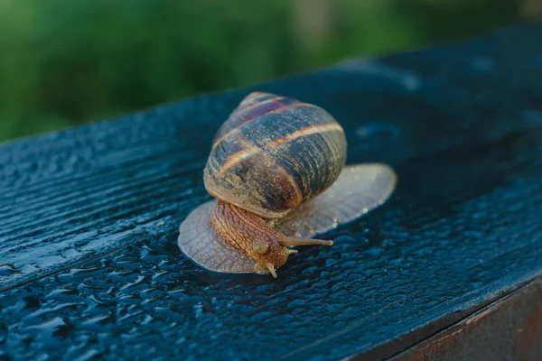 Snail crawling wet desk