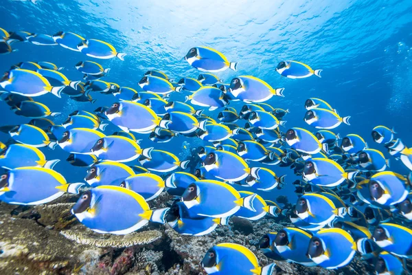 School of Powder blue surgeonfish