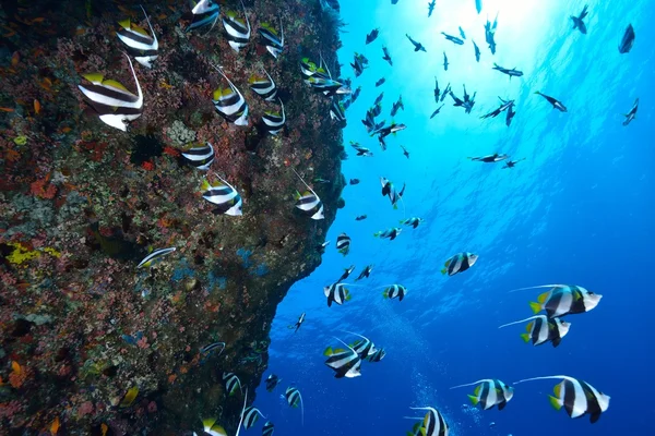 School of Powder blue surgeonfish