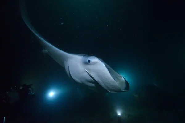 Manta Ray at Night diving