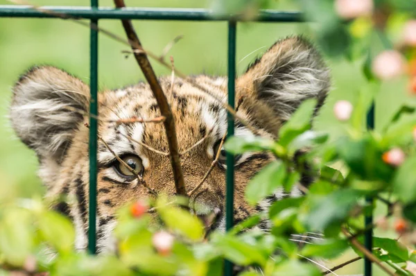Amur Tiger behind cage grid