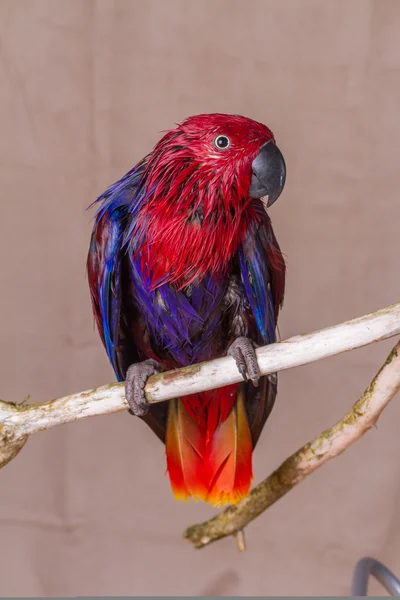Wet red parrot on branch she has had a shower