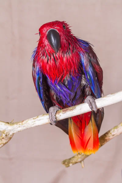 Wet red parrot on branch she has had a shower