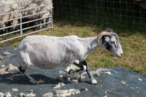 Freshly sheared sheep