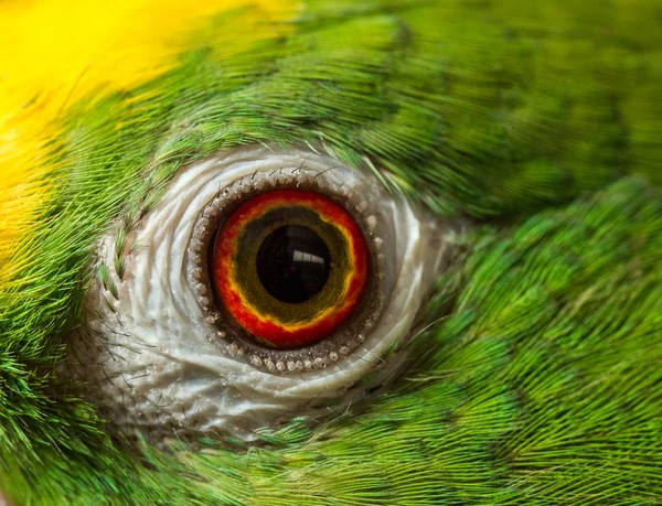 Close up shot of parrot eye, it is a Green Amazon parrot with a yellow head.  Yellow Crowned Amazon.