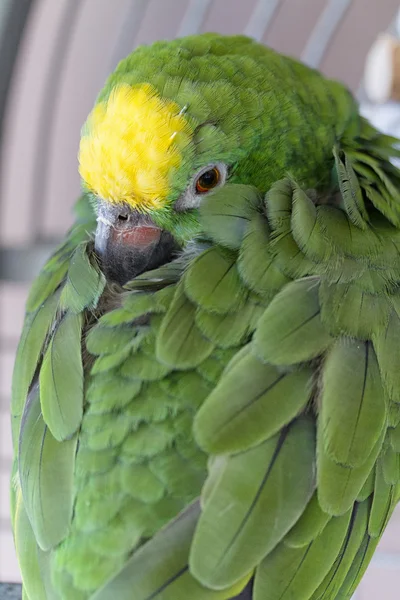 Vertical shot of a sleepy green parrot with his head in his wing