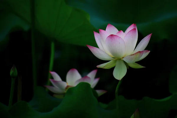 The lotus pond lotus