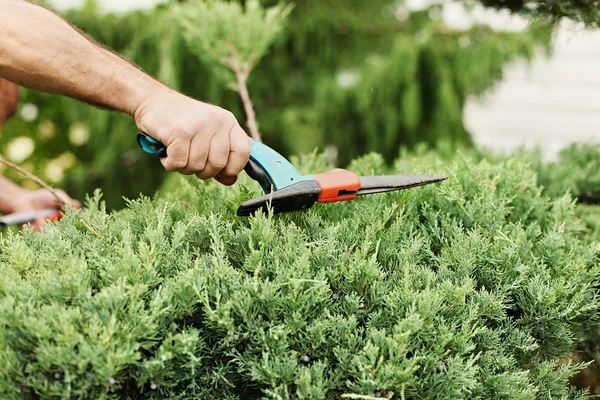 Cutting juniper. Someone trimming bushes with garden scissors.