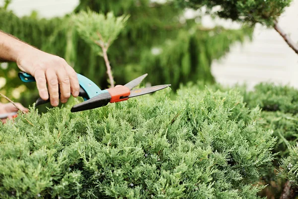 Cutting juniper. Someone trimming bushes with garden scissors.