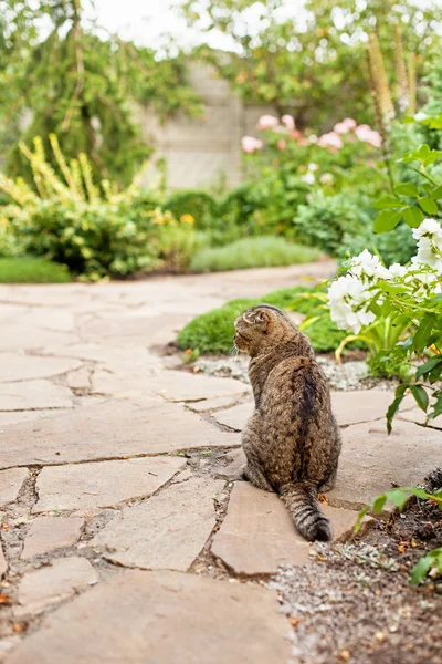 Gray home exotic shorthair tabby cat sitting in the garden