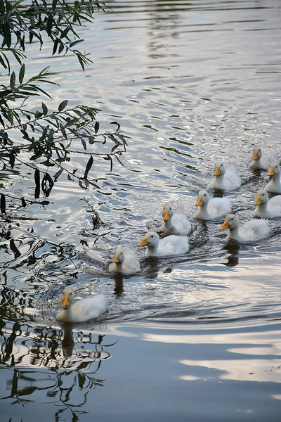 White gray geese in the village