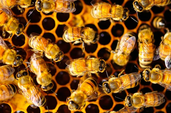 Bee, Beehive, Honeycomb.