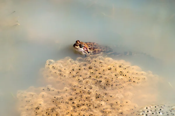 Frog and caviar