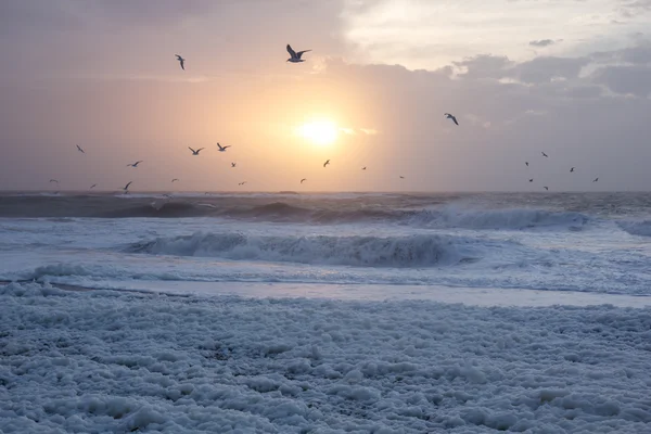 Cold sunset at the beach with sea foam and birds,Thisted,Denmark