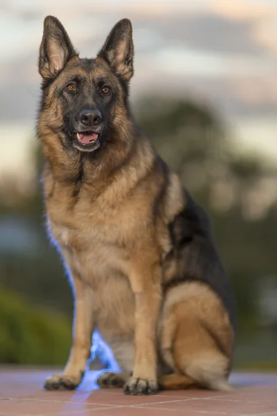 Proud German Shepherd Dog