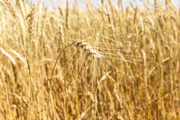 A field of wheat. Ears of Golden wheat closeup.