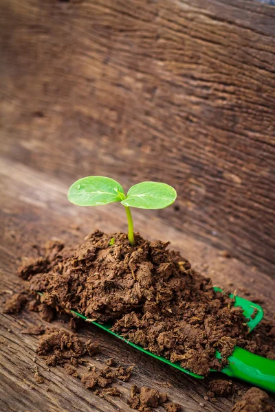 Young plant growing on brown soil with shovel on green backgroun