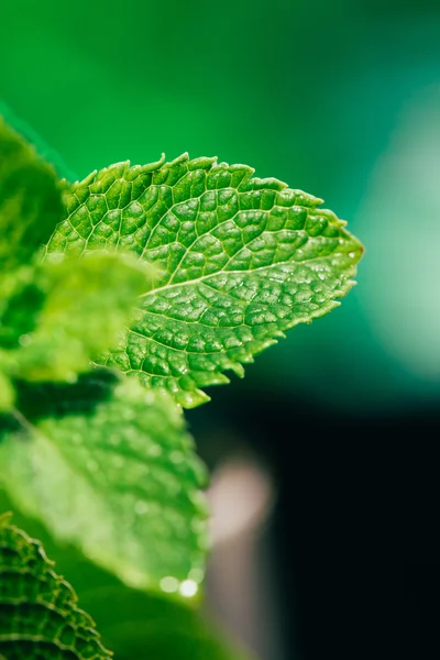 Fresh mint leaves on the dark green blurry background