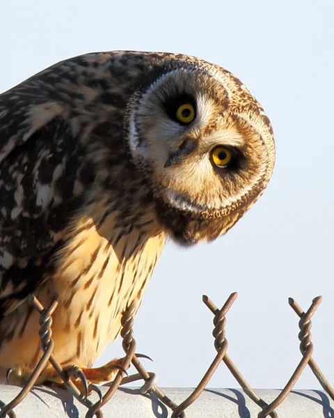 Short-eared owl looking at you with a tilted head