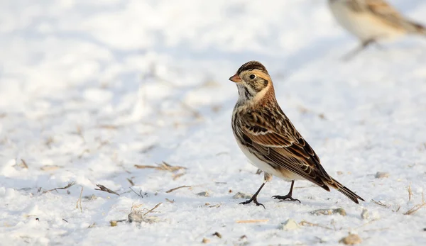 An alert Lapland longspur standing on snow