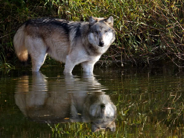 Wolf standing in the water at the edge of a pond