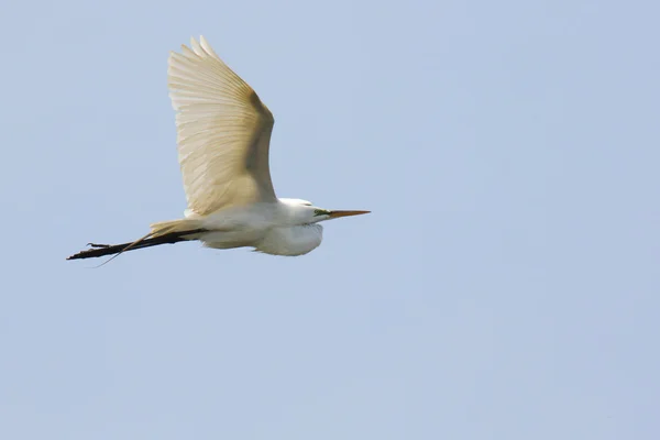 Great egret flying against an icy blue sky