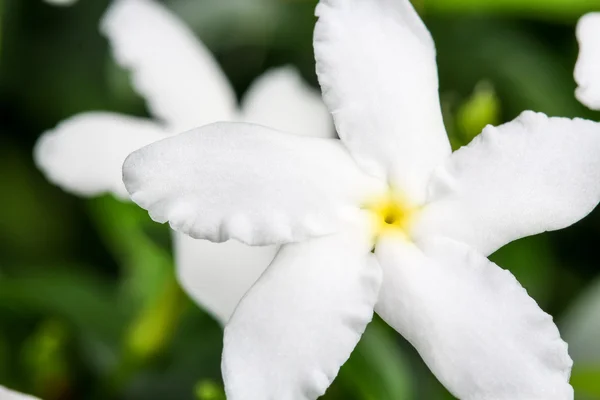 Close up top view of Ervatamia or Gardenia white flowers is blossom in the garden, it have 5 lobe.